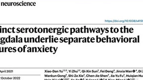 焦虑神经机制研究突破：揭示五羟色胺系统作用