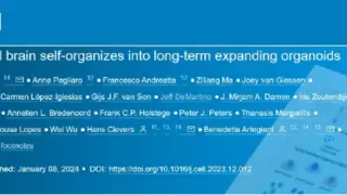 人类胎儿大脑类器官成功培育 为脑发育研究开辟新路径